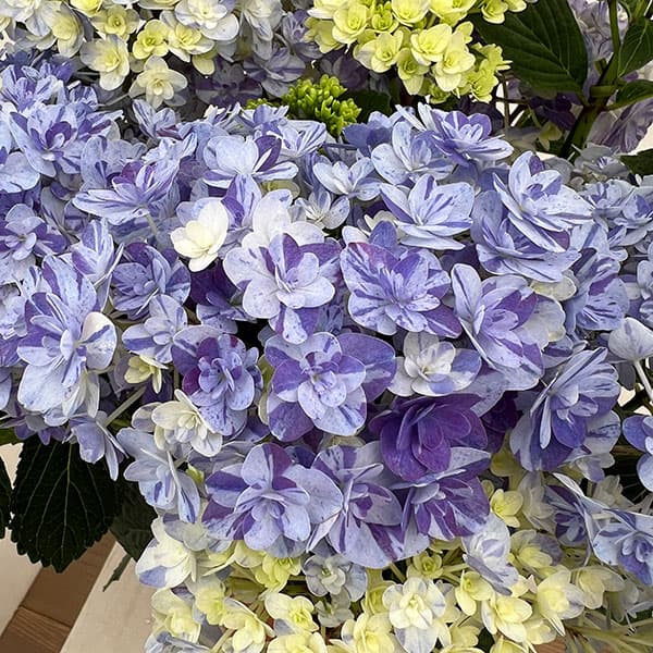 紫陽花　久遠　くおん　正規苗　ラベル付き　6号鉢 園芸ネット本店｜アジサイ：久遠（くおん）6号鉢植え の通販【公式】