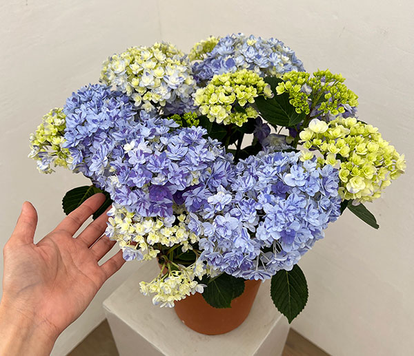 園芸ネット本店｜アジサイ：久遠（くおん）6号鉢植え の通販【公式】