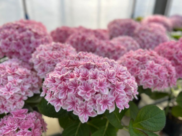 [春の鉢花予約]アジサイ：カノン ピンク 4号鉢植え