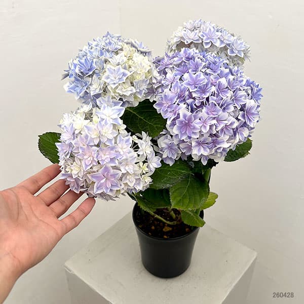 園芸ネット本店｜アジサイ：カノン ブルー 4号鉢植え の通販【公式】