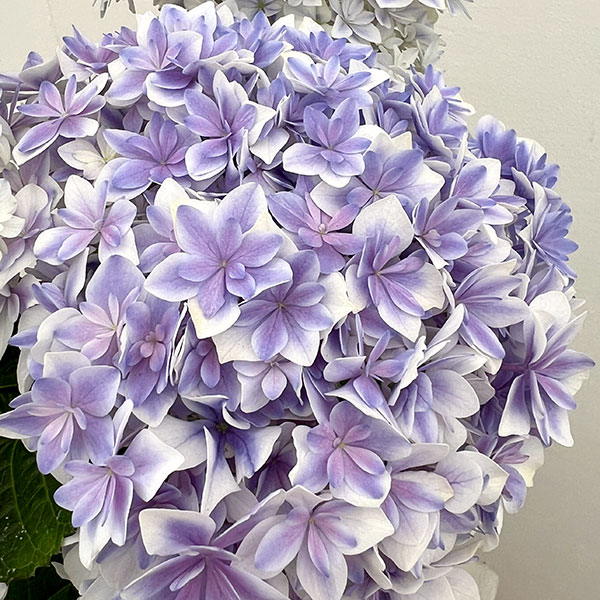園芸ネット本店｜アジサイ：カノン ブルー 4号鉢植え の通販【公式】