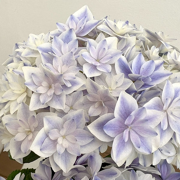 園芸ネット本店｜アジサイ：カノン ブルー 4号鉢植え の通販【公式】