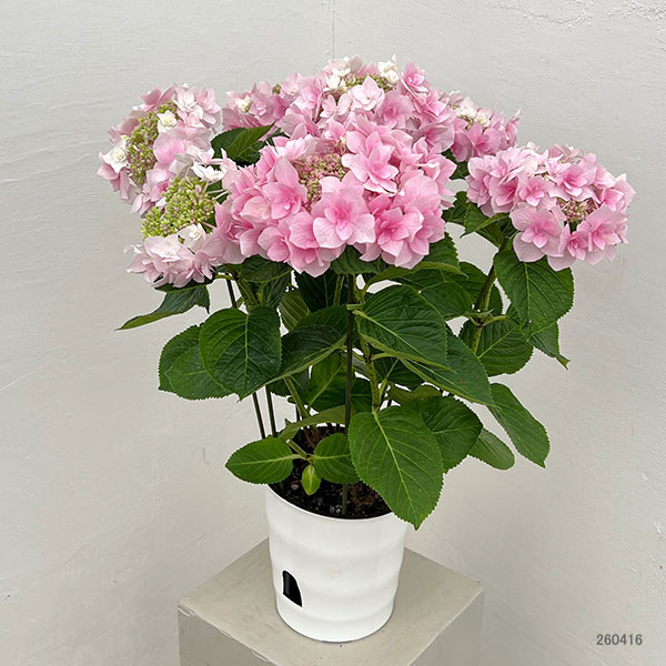 アジサイ：ふわり（ピンク）6号鉢植え