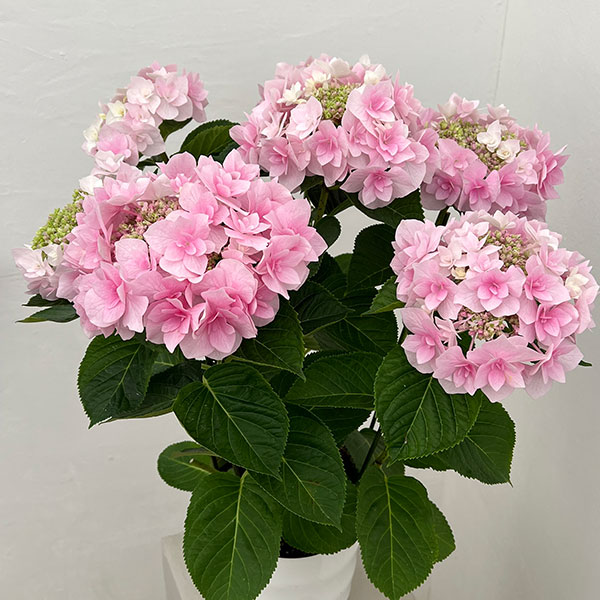 アジサイ：ふわり（ピンク）6号鉢植え