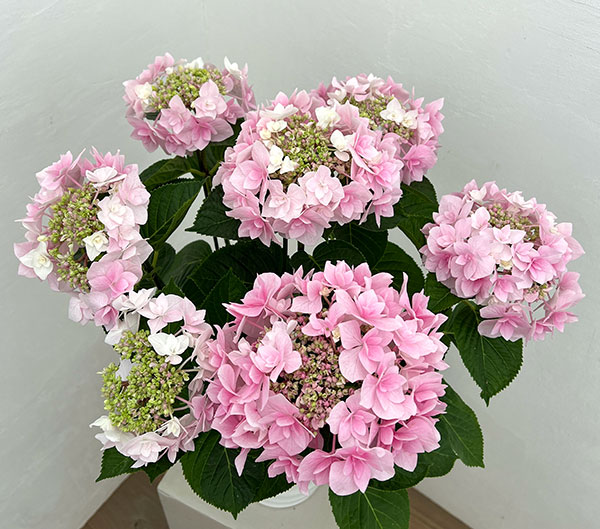 アジサイ：ふわり（ピンク）6号鉢植え