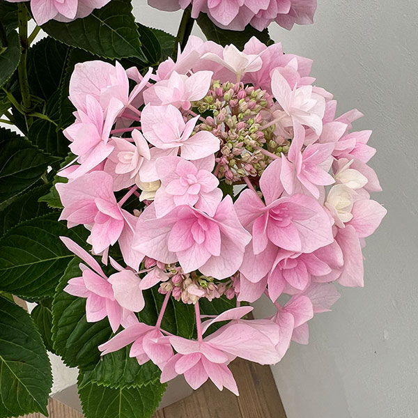 アジサイ：ふわり（ピンク）6号鉢植え