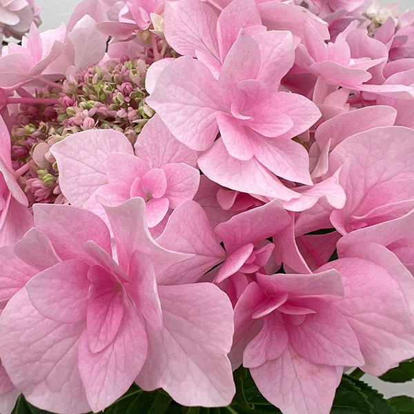 アジサイ：ふわり（ピンク）6号鉢植え