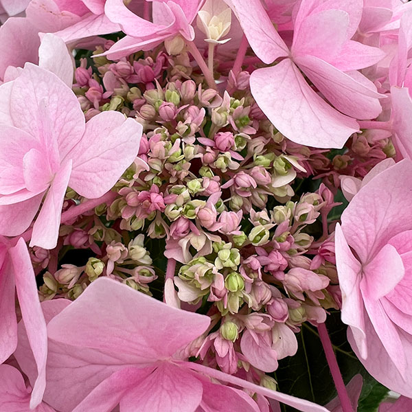 アジサイ：ふわり（ピンク）6号鉢植え