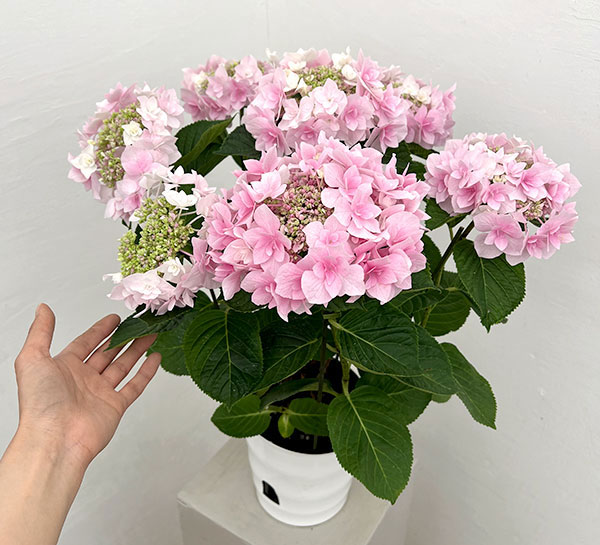 アジサイ：ふわり（ピンク）6号鉢植え