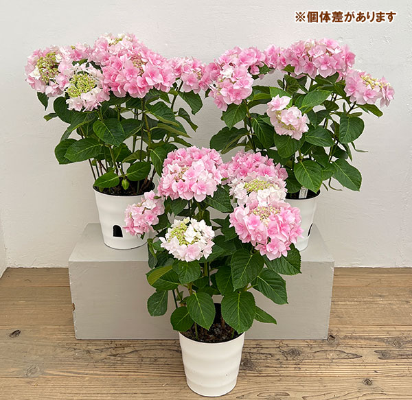 アジサイ：ふわり（ピンク）6号鉢植え