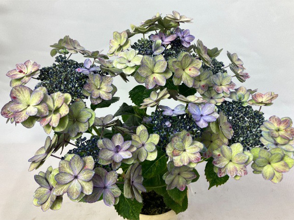 [春の鉢花予約]アジサイ：あや 5号鉢植え