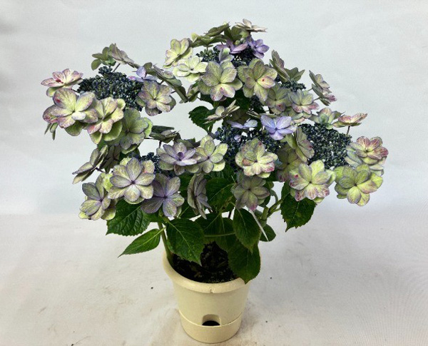 [春の鉢花予約]アジサイ：あや 5号鉢植え