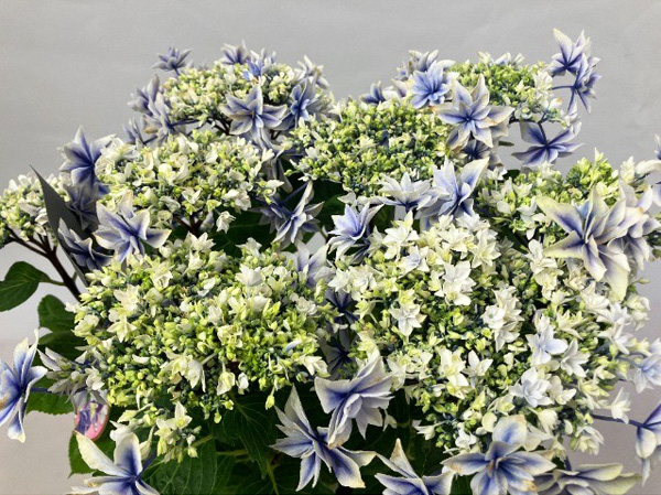 [春の鉢花予約]アジサイ：しぶき ブルー 5号鉢植え