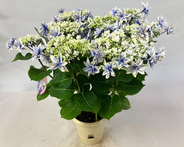 [春の鉢花予約]アジサイ：しぶき ブルー 5号鉢植え