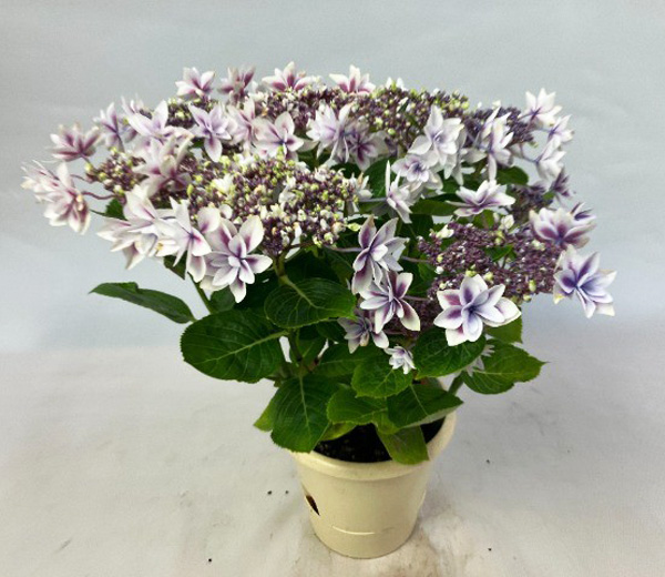 [春の鉢花予約]アジサイ：雫（しずく） ピンク 5号鉢植え