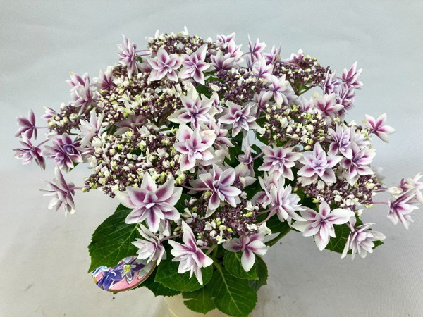 [春の鉢花予約]アジサイ：雫（しずく） ピンク 5号鉢植え