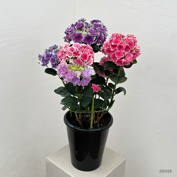 園芸ネット本店｜アジサイ：凛（りん） 2色植え 6号鉢植え の通販【公式】