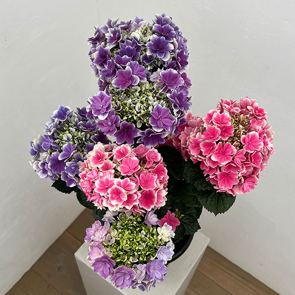 園芸ネット本店｜アジサイ：凛（りん） 2色植え 6号鉢植え の通販【公式】