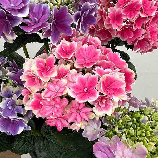 園芸ネット本店｜アジサイ：凛（りん） 2色植え 6号鉢植え の通販【公式】