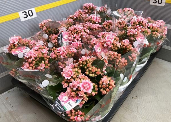 [春の鉢花予約]カランコエ：クイーンローズ　エスメ4号ポット