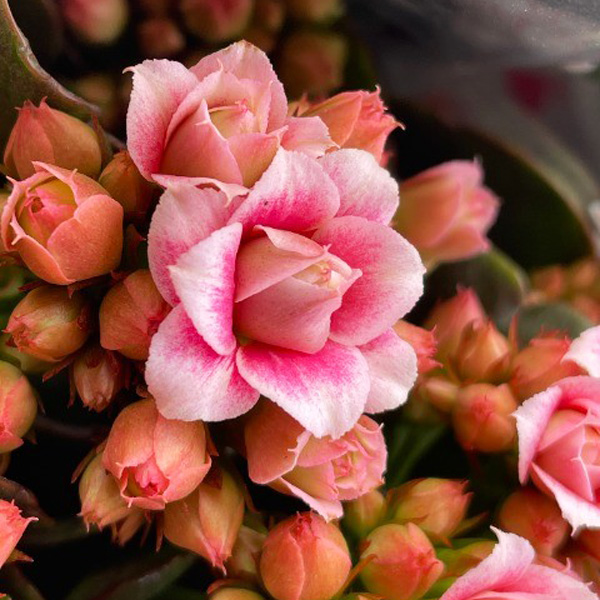 [春の鉢花予約]カランコエ：クイーンローズ　エスメ4号ポット