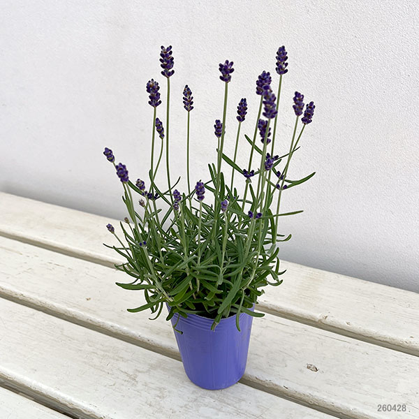イングリッシュラベンダー：シャインブルー2.5号ポット