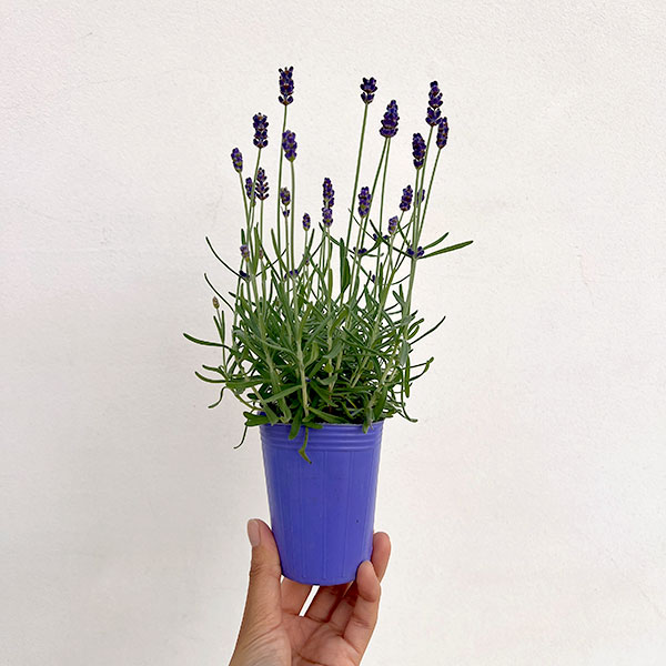 イングリッシュラベンダー：シャインブルー2.5号ポット