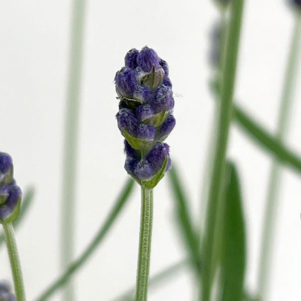 イングリッシュラベンダー：シャインブルー2.5号ポット