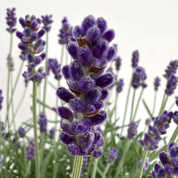 イングリッシュラベンダー：シャインブルー2.5号ポット