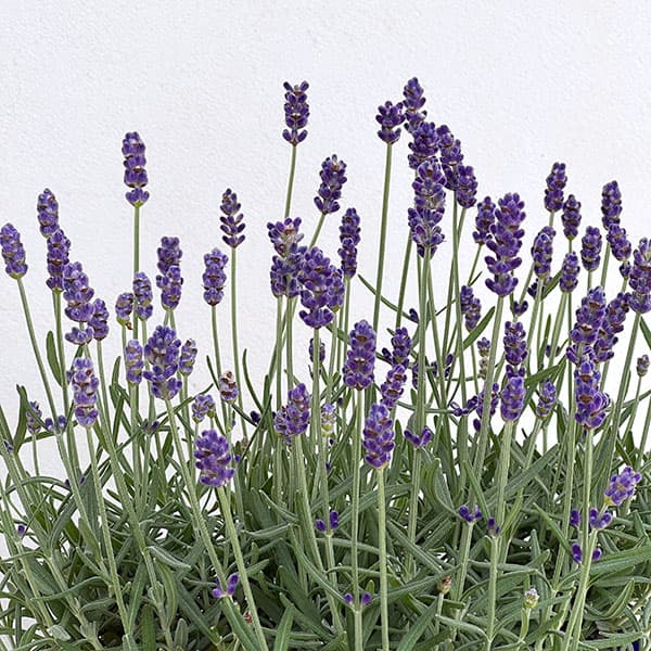 イングリッシュラベンダー：シャインブルー2.5号ポット