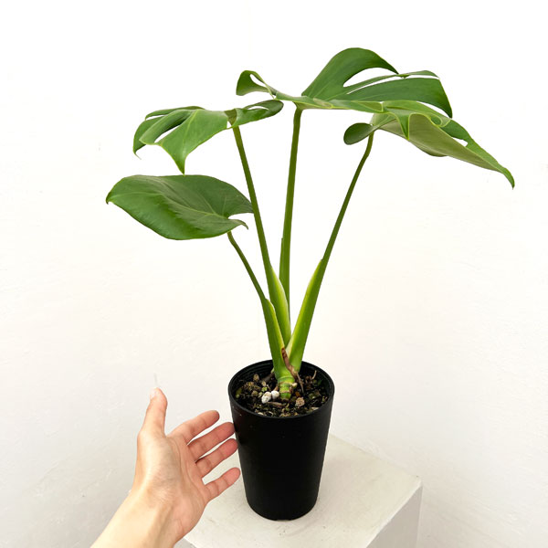 モンステラ:デリシオサ 4号鉢植え*