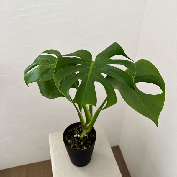 モンステラ:デリシオサ 4号鉢植え*