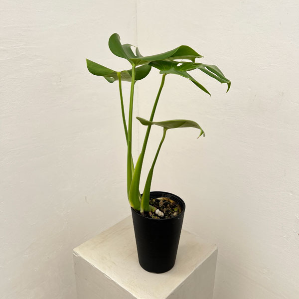 モンステラ:デリシオサ 4号鉢植え*