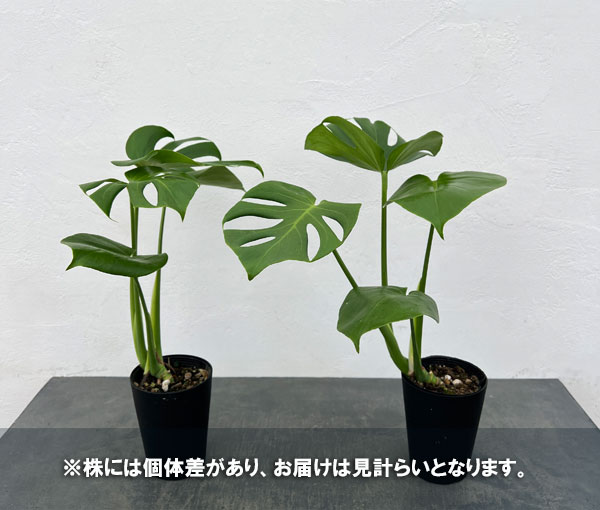 モンステラ:デリシオサ 4号鉢植え*