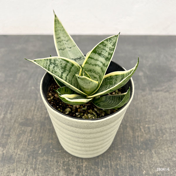 サンセベリア：ダイヤモンドハニー　4号鉢植え