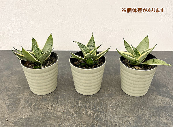 サンセベリア：ダイヤモンドハニー　4号鉢植え