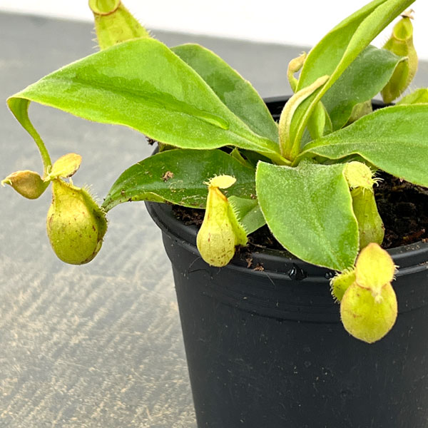 ネペンテス:ホワイトビューティー3号ポット