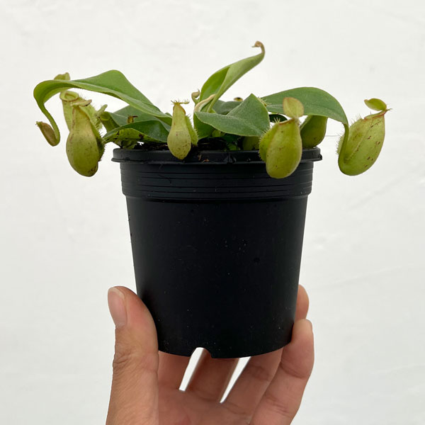 ネペンテス:ホワイトビューティー3号ポット