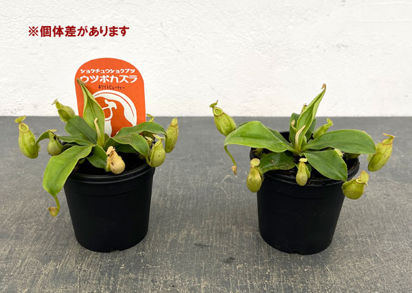 ネペンテス:ホワイトビューティー3号ポット