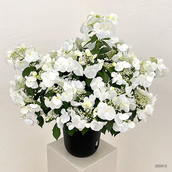 ラグランジア（アジサイ）：ブライダルシャワー大株・7号底面給水鉢植え