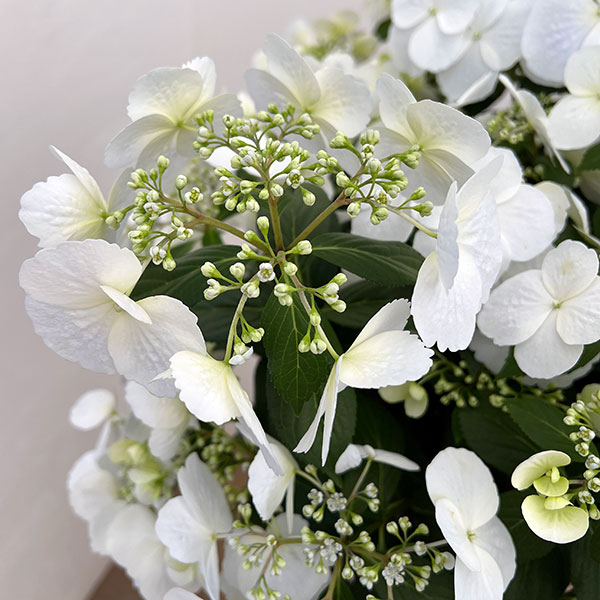 ラグランジア（アジサイ）：ブライダルシャワー大株・7号底面給水鉢植え