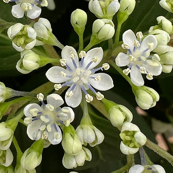 ラグランジア（アジサイ）：ブライダルシャワー大株・7号底面給水鉢植え