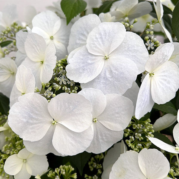 ラグランジア（アジサイ）：ブライダルシャワー大株・7号底面給水鉢植え