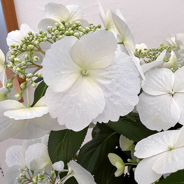 ラグランジア（アジサイ）：ブライダルシャワー大株・7号底面給水鉢植え