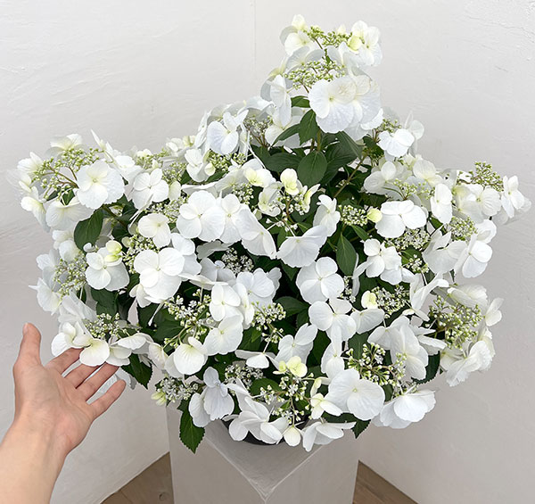 ラグランジア（アジサイ）：ブライダルシャワー大株・7号底面給水鉢植え