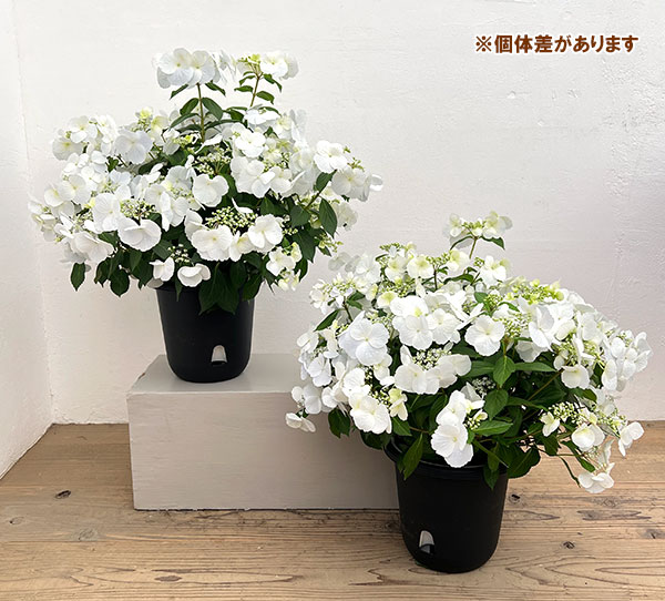 ラグランジア（アジサイ）：ブライダルシャワー大株・7号底面給水鉢植え