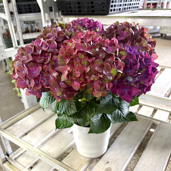 アジサイ：2色植え（マジカルチョコレート＆ディープパープル）6号鉢植え