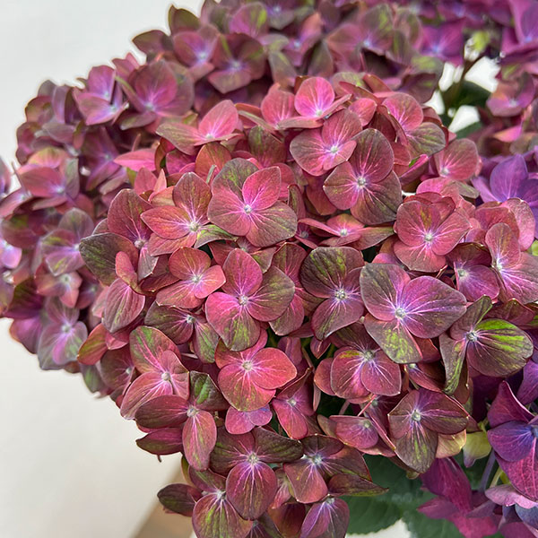 園芸ネット本店｜アジサイ：2色植え（マジカルチョコレート＆ディープ