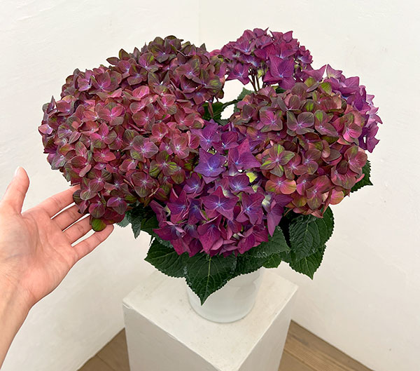 園芸ネット本店｜アジサイ：2色植え（マジカルチョコレート＆ディープ