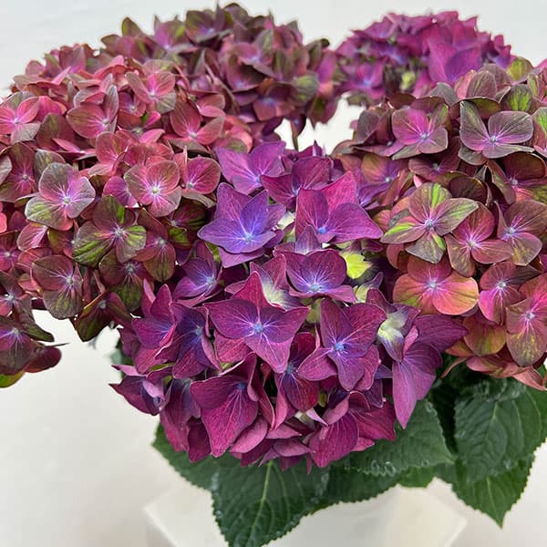y*a様 【特選】　アジサイ　2種6鉢　紫陽花　紫紺のゆらぎ　マジカルチョコレー 園芸ネット本店｜アジサイ：2色植え（マジカルチョコレート＆ディープ